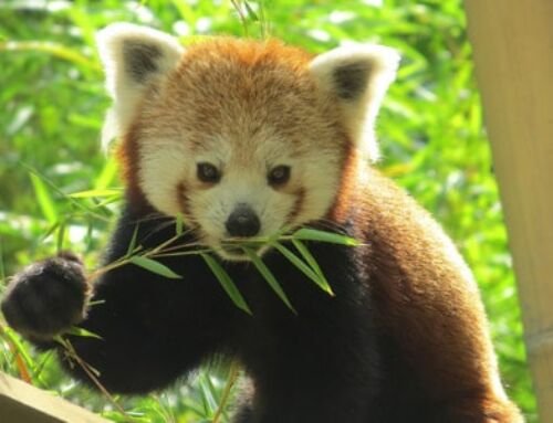 Zoo des Sables